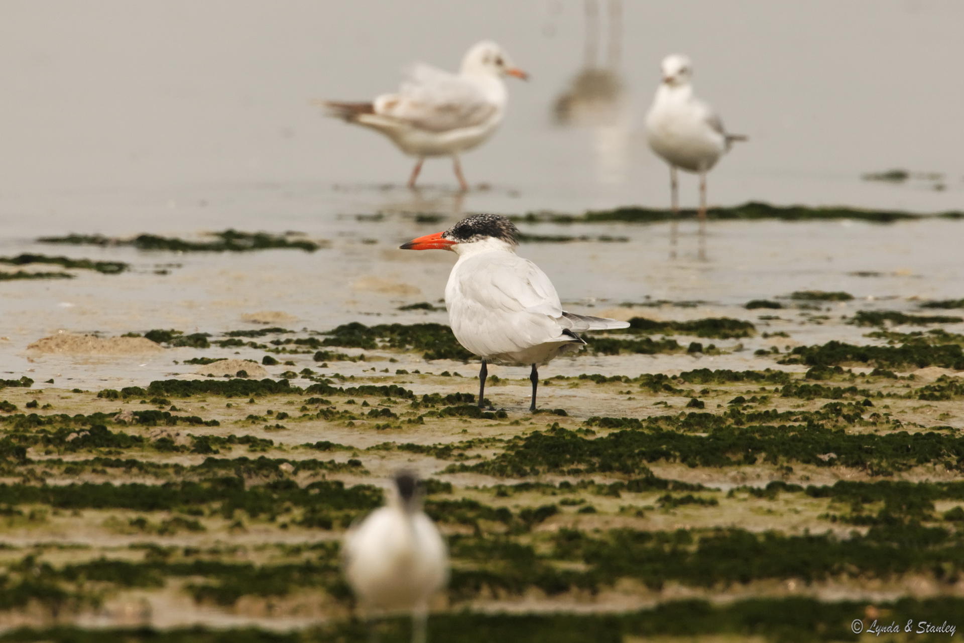 紅咀巨鷗 Caspian Tern