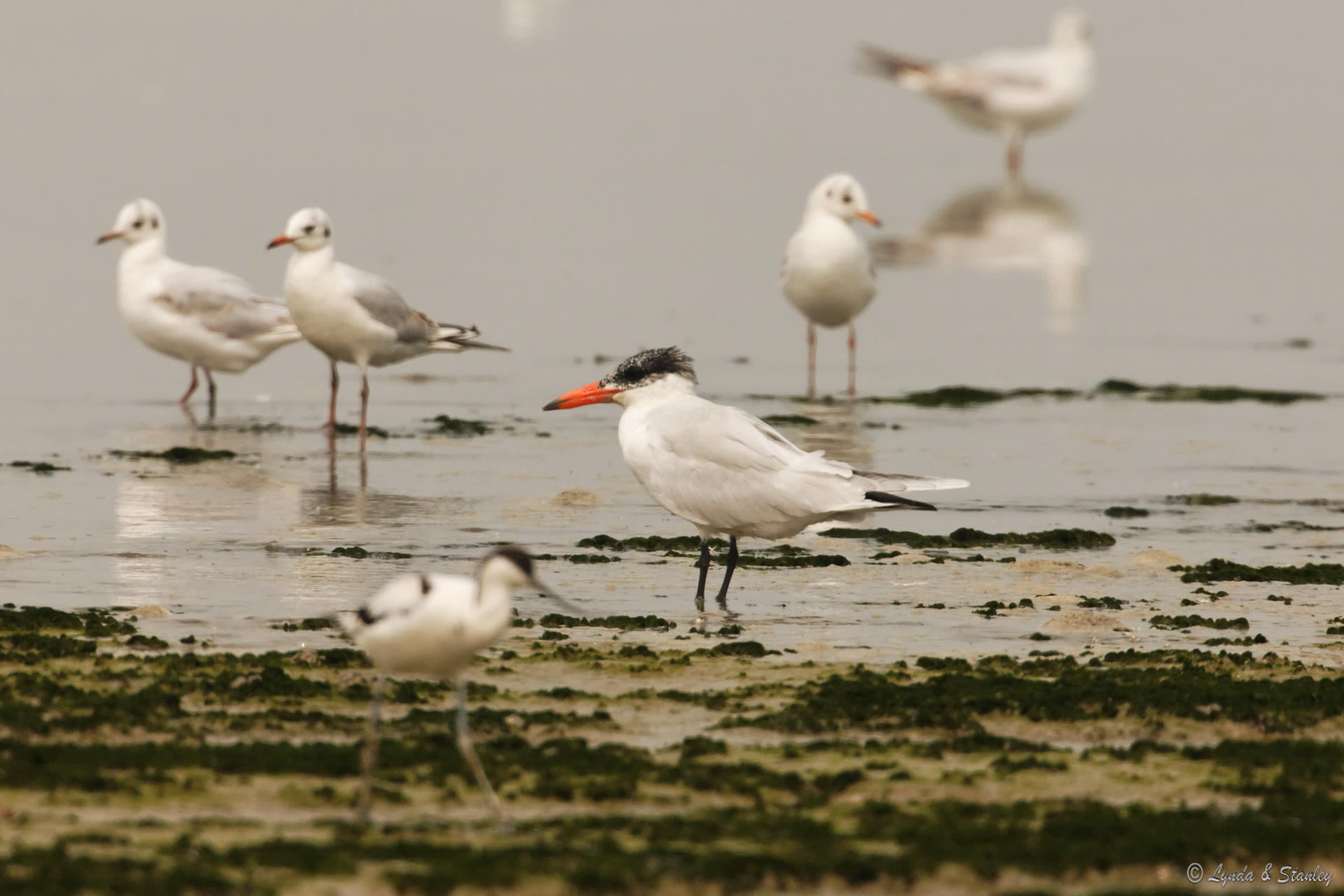 紅咀巨鷗 Caspian Tern