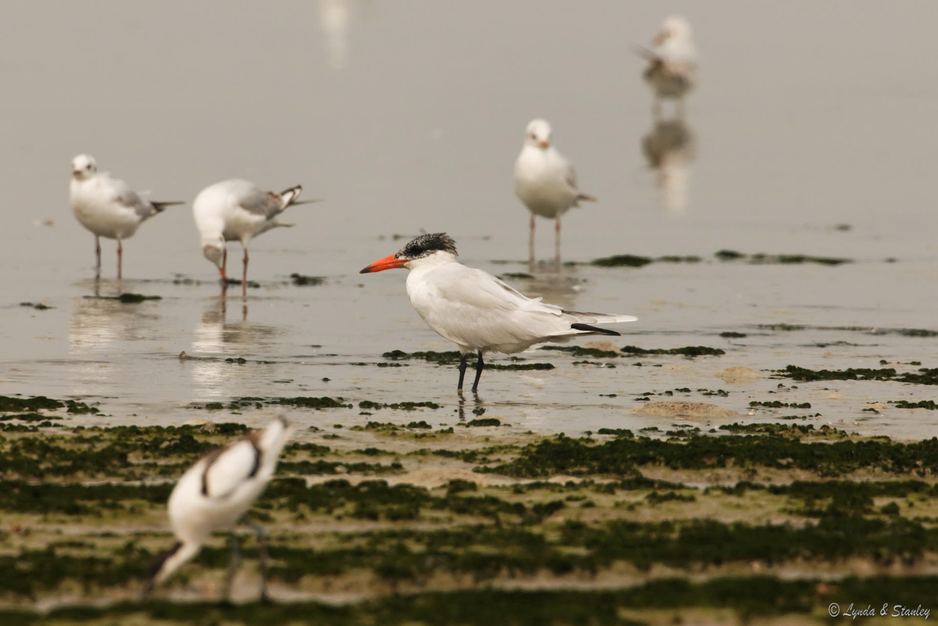 紅咀巨鷗 Caspian Tern