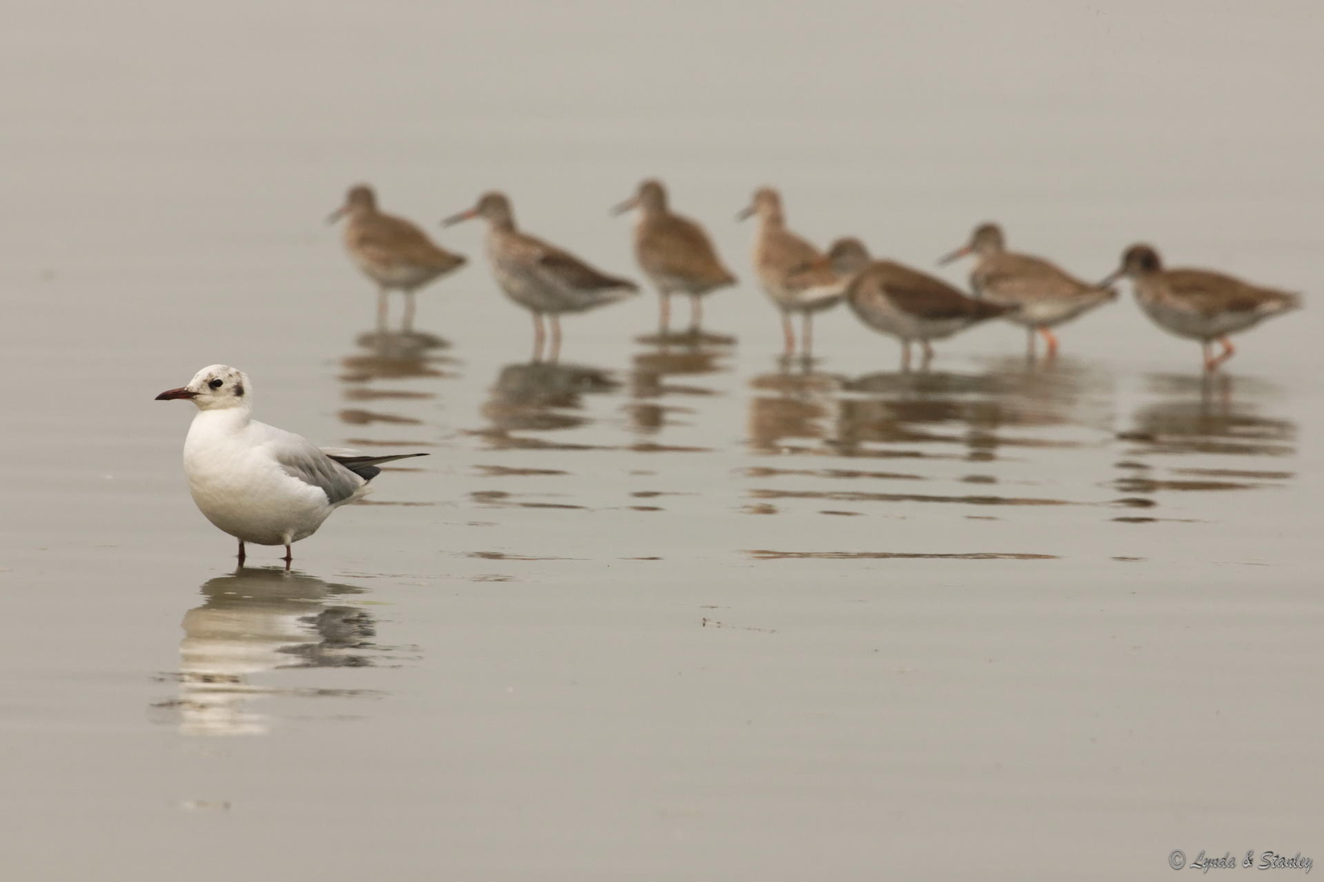 海鷗 Mew Gull / 針尾沙錐 Pintail Snipe