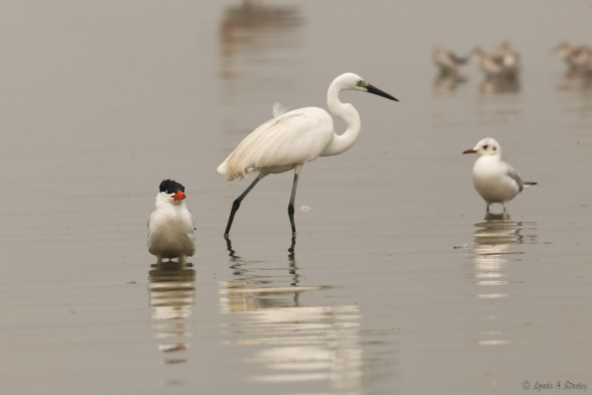 紅咀巨鷗 Caspian Tern / 大白鷺 Great Egret / 海鷗 Mew Gull