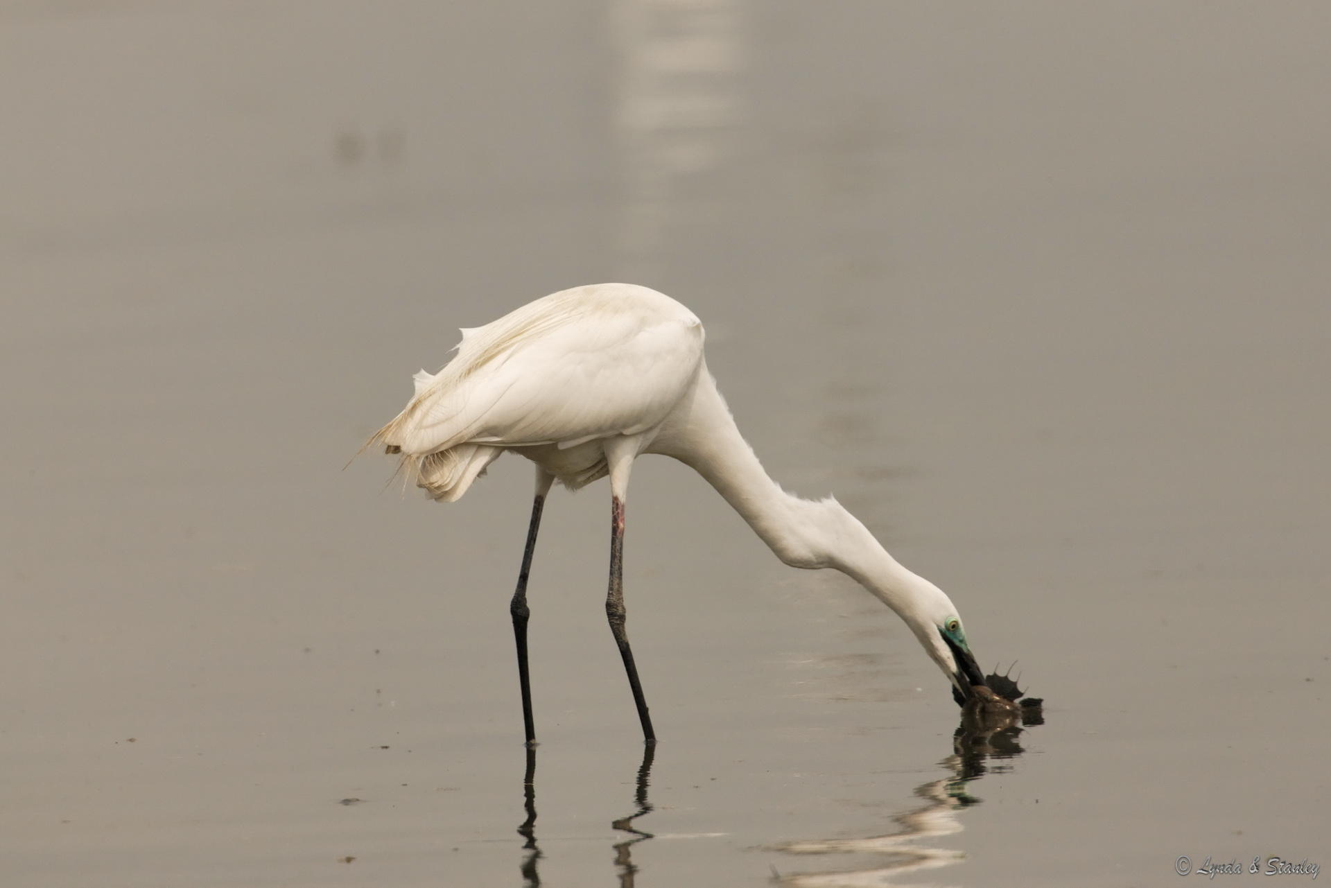 大白鷺 Great Egret