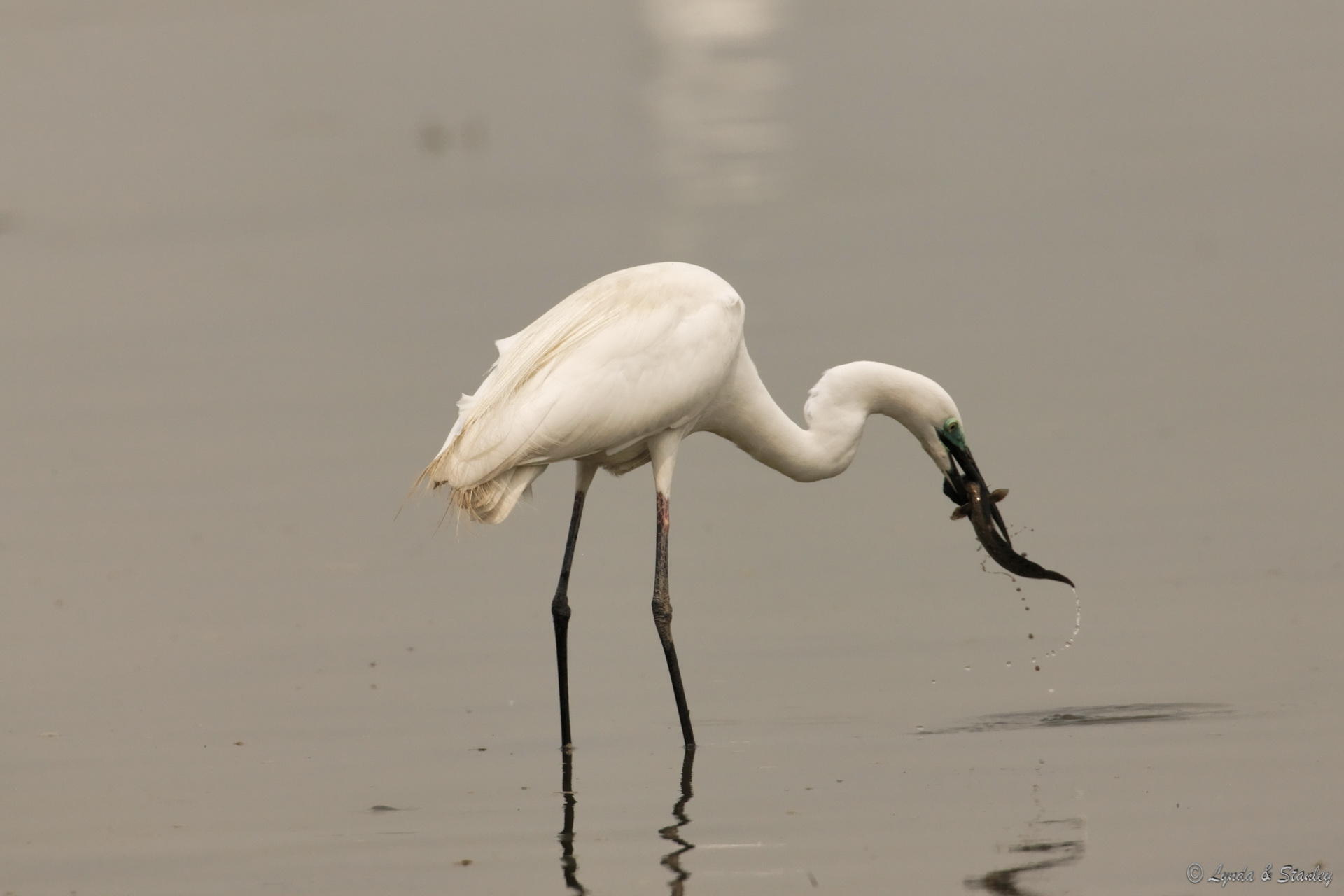 大白鷺 Great Egret