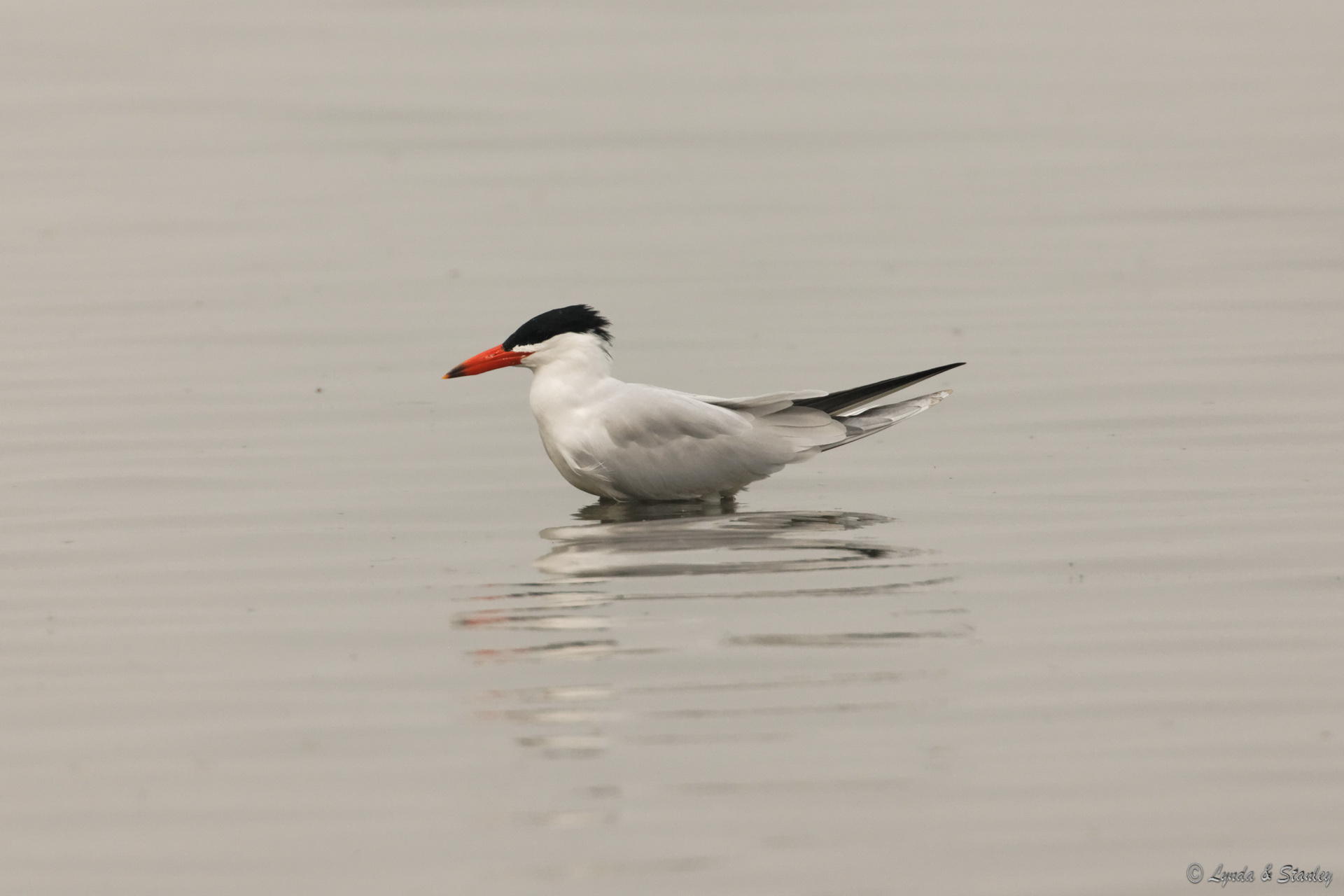 紅咀巨鷗 Caspian Tern