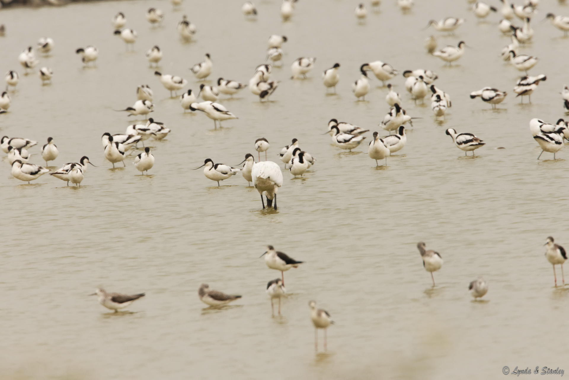 黑臉琵鷺 Black-faced Spoonbill