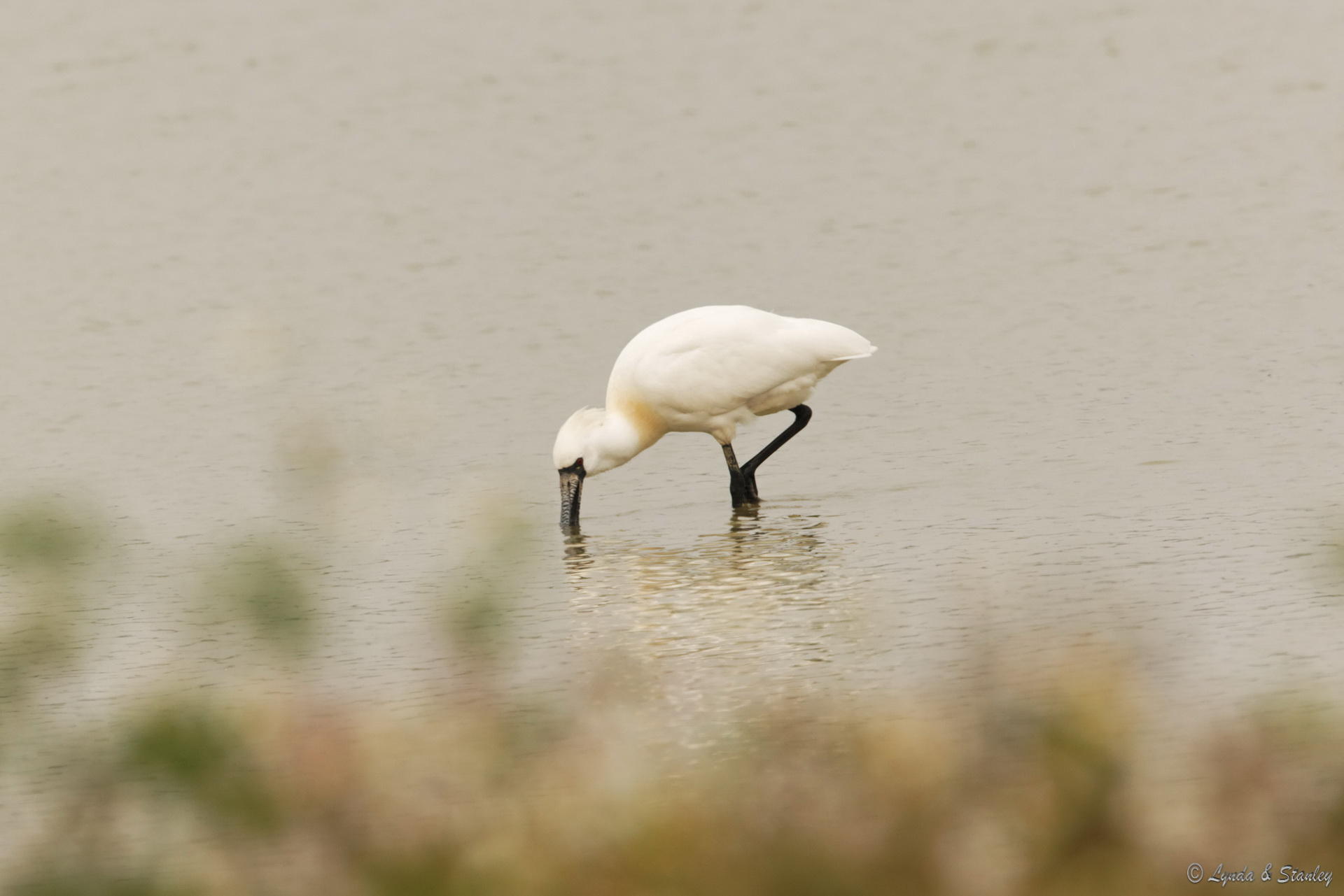 黑臉琵鷺 Black-faced Spoonbill