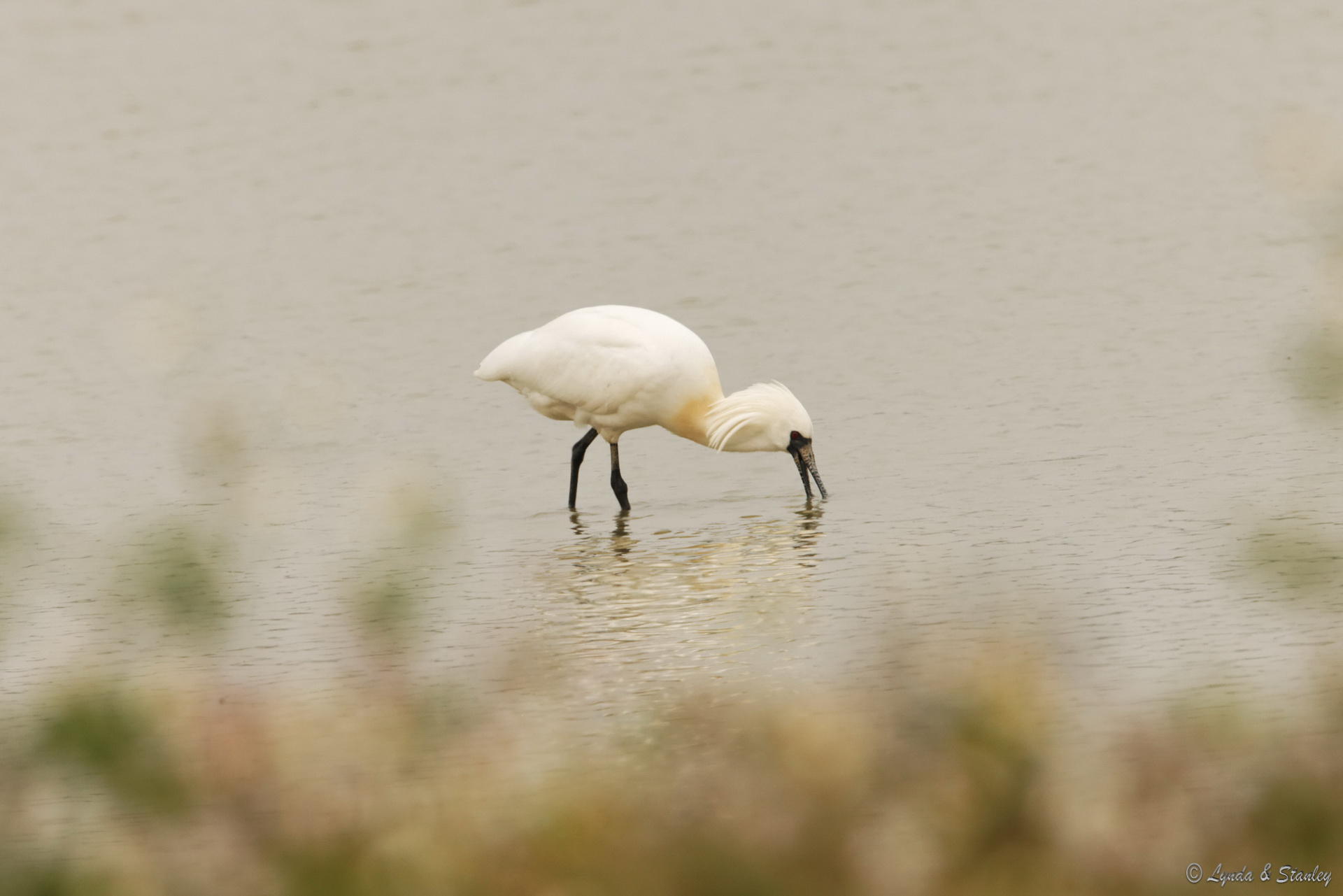 黑臉琵鷺 Black-faced Spoonbill