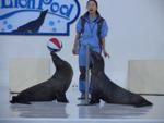 Sea Lion Show