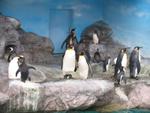 Penguin Show