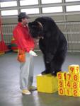 Bear show